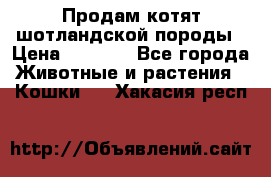 Продам котят шотландской породы › Цена ­ 2 000 - Все города Животные и растения » Кошки   . Хакасия респ.